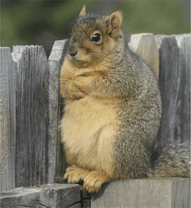 Upset Squirrel Meme