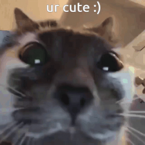 Ur Cute Cat GIF. This 498 x 498 animated GIF is part of our original nyan cat collection. Related themes include cat, cute cat. Created by…