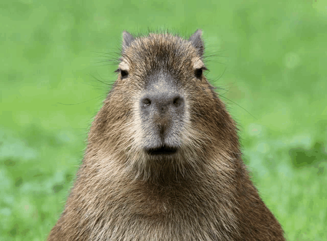 Ur Mom Capybara Meme