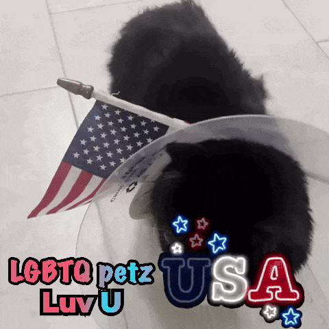 Usa Usa Gay GIF