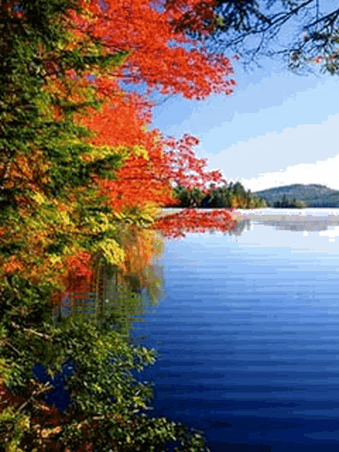 Utnguyen Nature GIF