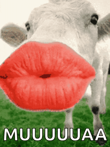 Valentine Day GIF