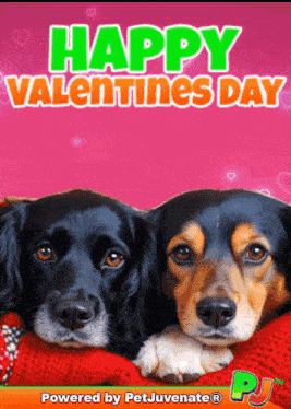 Valentines Cute Gif Vday Gif GIF