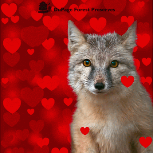 Valentines Day Dupage GIF