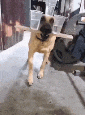 Valkyyo GIF