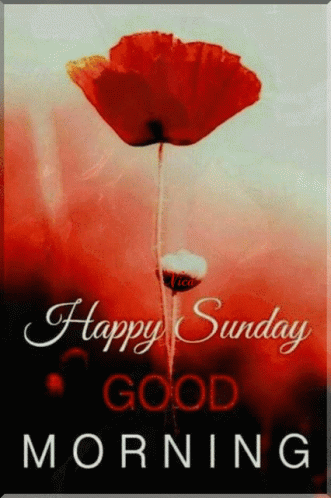 Vasárnap Happy Sunday GIF. This 331 x 498 animated GIF is part of our guten morgen sonntag collection. Related themes include flower, good morning, happy…