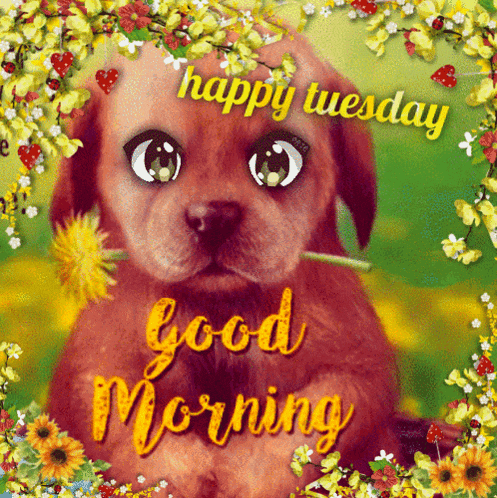 Vec50dinsdag Tuesday GIF
