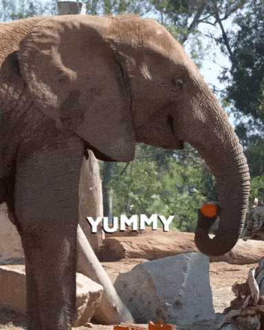 Veramesi Yummy GIF