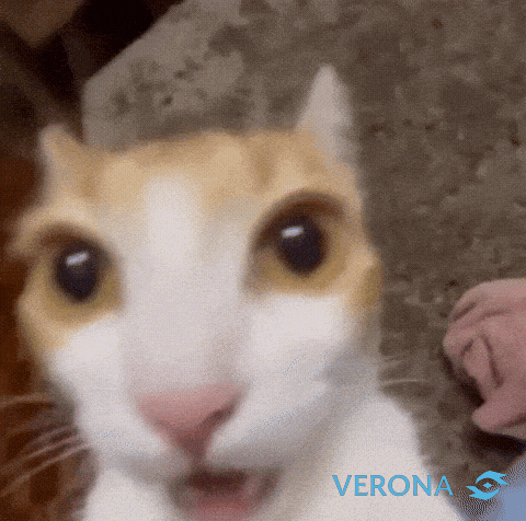 Verona GIF