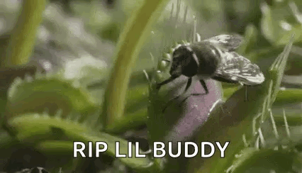 Veus Fly Trap Fly GIF