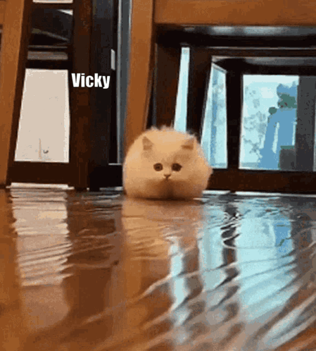 Vicky Hello Vicky GIF