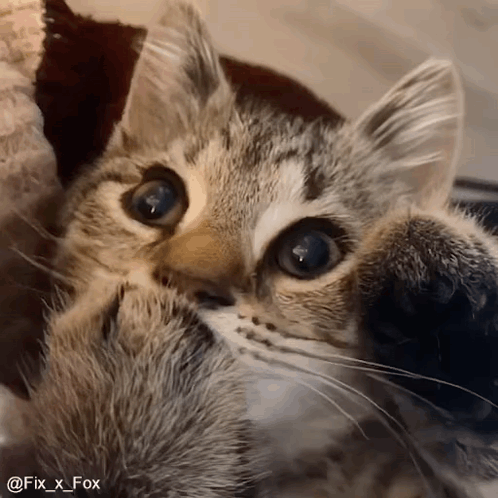 Vikasskorbinka GIF
