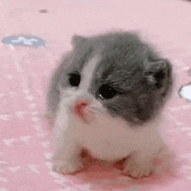 Vikasskorbinka Vikasskorbinka GIF