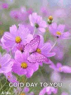 Violet Butterfly GIF