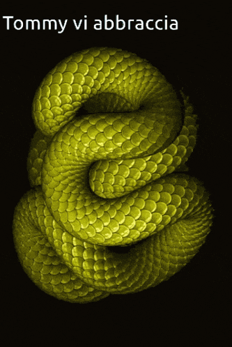 Vipitom GIF