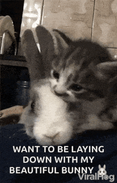 Viralhog Kitten GIF