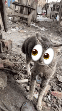 Void Memes Cat GIF. This 210 x 374 animated GIF is part of our roll eyes emoji collection. Related themes include cat. Created by Vigiltic. View the…