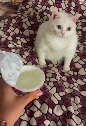 Vomiting Cat GIF