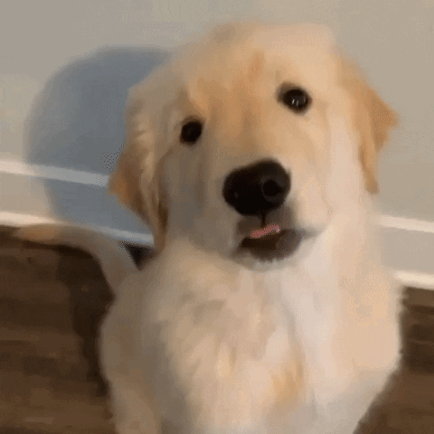 W1sh1ngst4r Puppy GIF