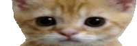 Waal Boyss Kucing Sticker