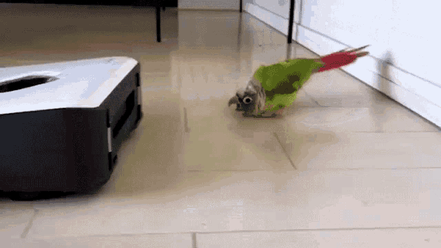 Waddle The Pet Collective GIF
