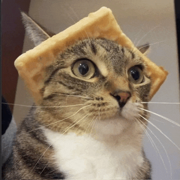 Waffle Cat Meme