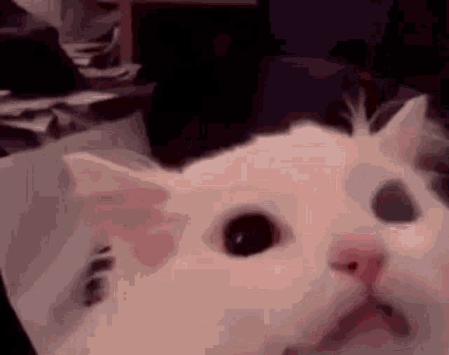 Waffles Mousles Scream Prove For Fuwu GIF