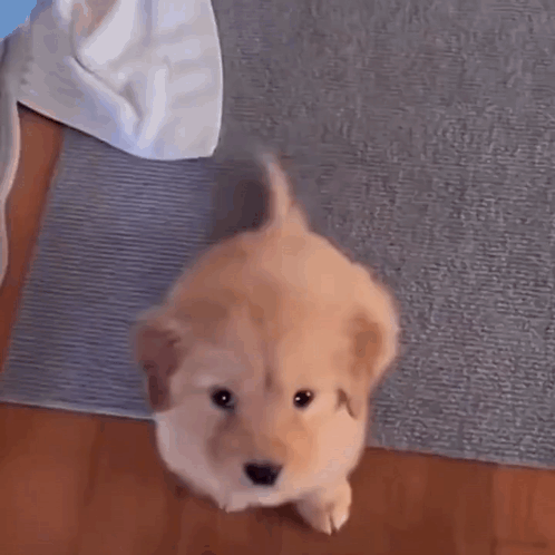 Wagging Tail Dog Wagging Tail GIF