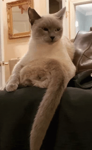 Wagging Tail Kittens GIF. This 305 x 498 animated GIF is part of our lady and the tramp siamese cats collection. Related themes include cute. Created by…