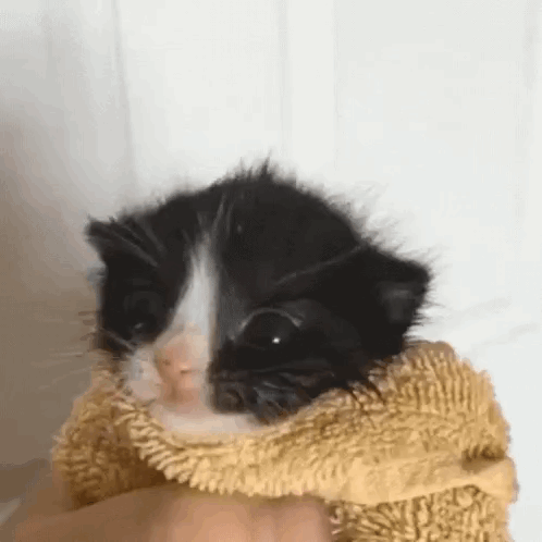 Wah Wah Cat GIF