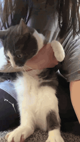 Wait Cat GIF
