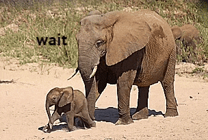 Wait What GIF