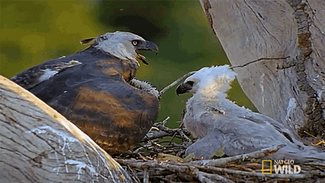 Waiting For You Beware The Harpy GIF