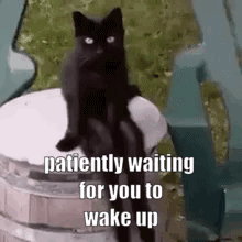 Wake Up Cat GIF