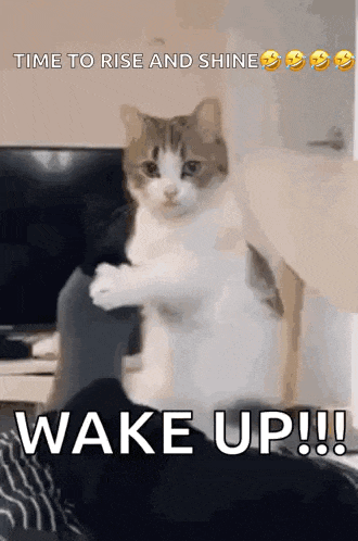 Wake Up Cat GIF