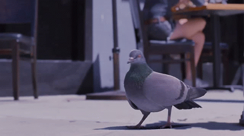 Walk Away Vibe GIF. This 498 x 278 animated GIF is part of our funny pigeon collection. Related themes include funny. Created by Frexyo. View the original…