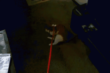 Walking Cats GIF