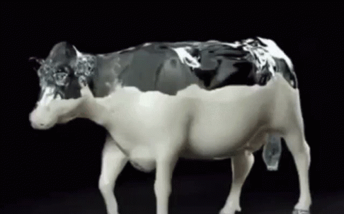 Walking Cow Cows GIF. This 498 x 311 animated GIF is part of our cow milk collection. Related themes include walking. Created by ayoung5555. View the…