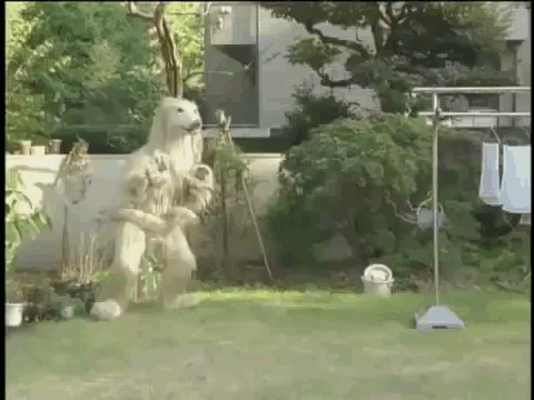 Walking Dog Consome Panchi GIF