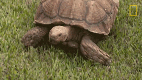 Walking Testing The Tortoise Tracker GIF