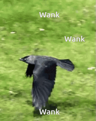 Wank Bird GIF