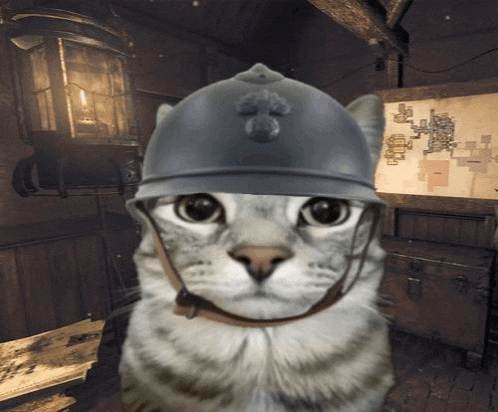 War Cat Meme