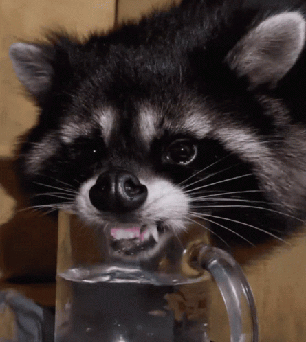 Waschbär Raccoon GIF