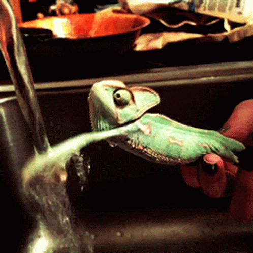 Washing Hands GIF. This 498 x 498 animated GIF is part of our lavado de manos collection. Related themes include hands. Created by Lil_KD27. View the…