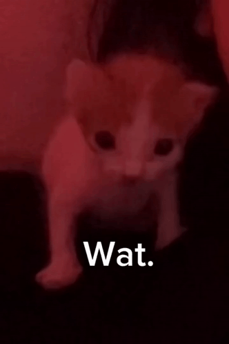 Wat What GIF