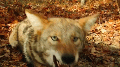 Watch Out GIF