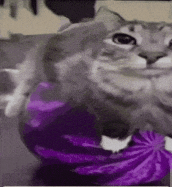 Watermelon Cat Dingoller GIF