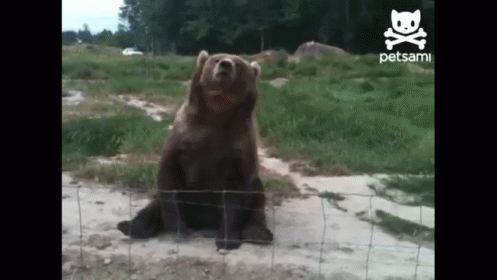 Waving Bear GIF. This 497 x 280 animated GIF is part of our bear waving collection. Related themes include bear, bye, cute. View the original animation…