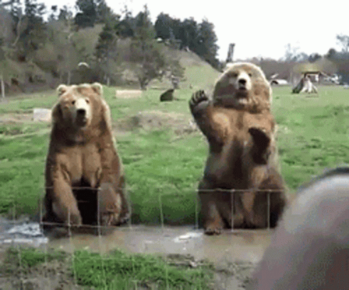 Waving Bears Hi GIF. This 498 x 413 animated GIF is part of our bear waving collection. Related themes include bear, cute, hello. Created by DoonkMooms…