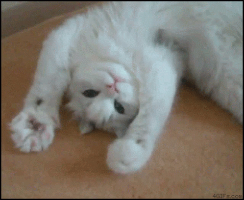 Waving Catwave GIF